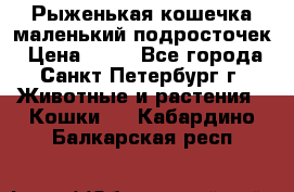 Рыженькая кошечка маленький подросточек › Цена ­ 10 - Все города, Санкт-Петербург г. Животные и растения » Кошки   . Кабардино-Балкарская респ.